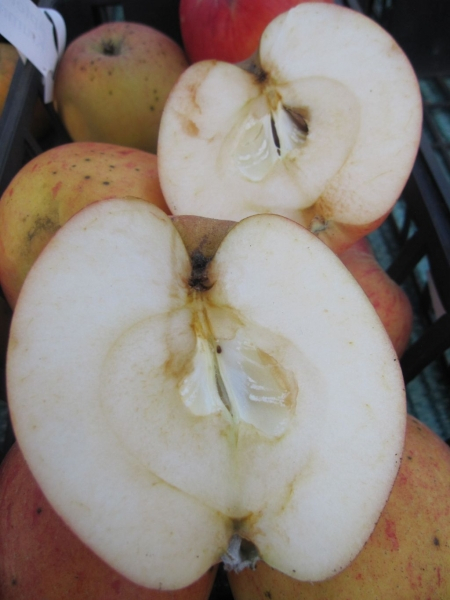 Winterapfel Pommerscher Krummstiel 2
