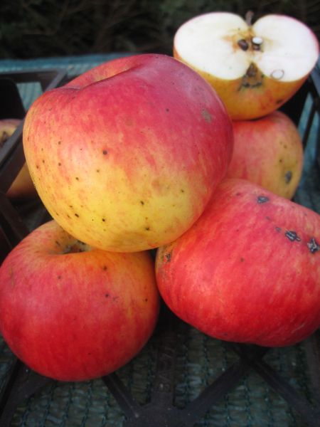 Malus domestica Prinz Albrecht von Preußen 1