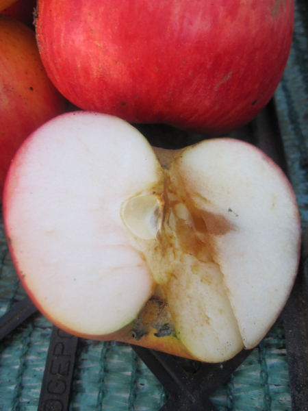 Malus domestica Prinz Albrecht von Preußen 2
