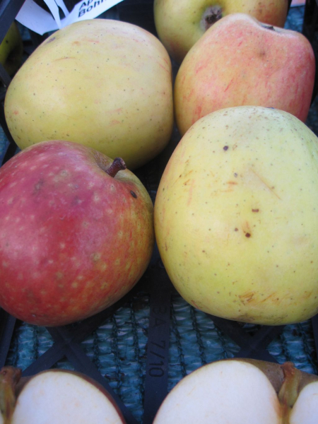 Winterapfel Rheinischer Bohnapfel 1