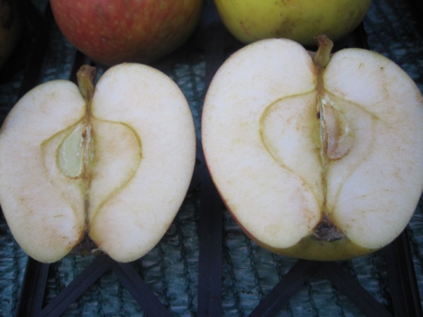 Winterapfel Rheinischer Bohnapfel 2