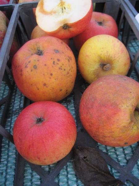 Winterapfel Roter Berlepsch 1