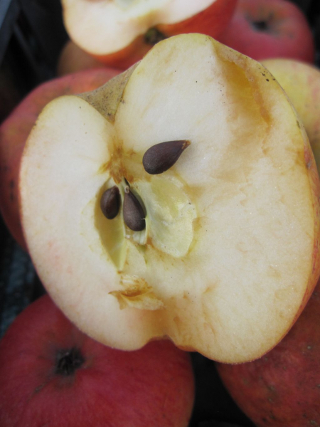 Winterapfel Roter Berlepsch 2