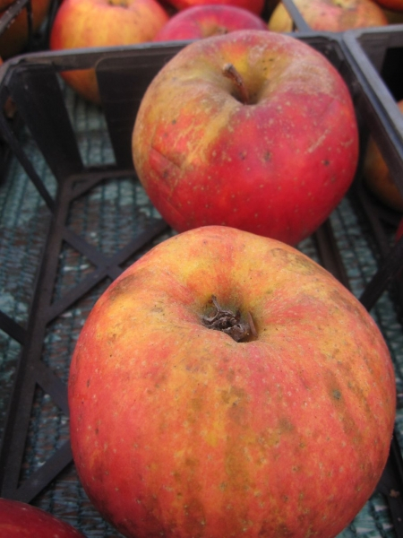 Winterapfel Roter Boskoop
