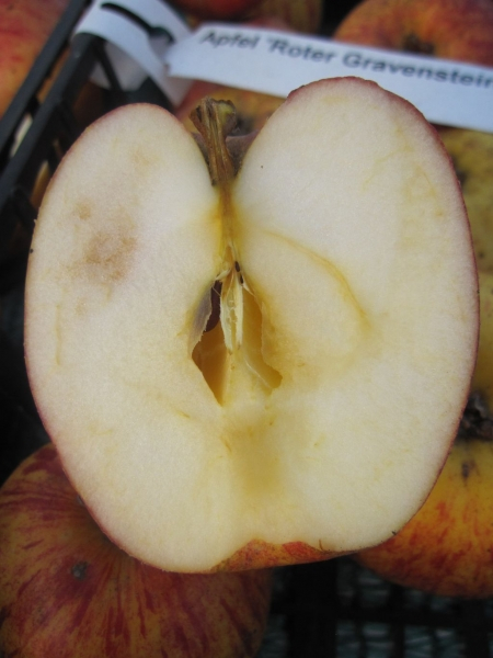 Malus Roter Gravensteiner2