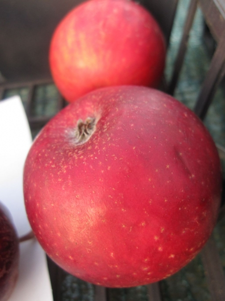 Malus Roter Jungfernapfel 1