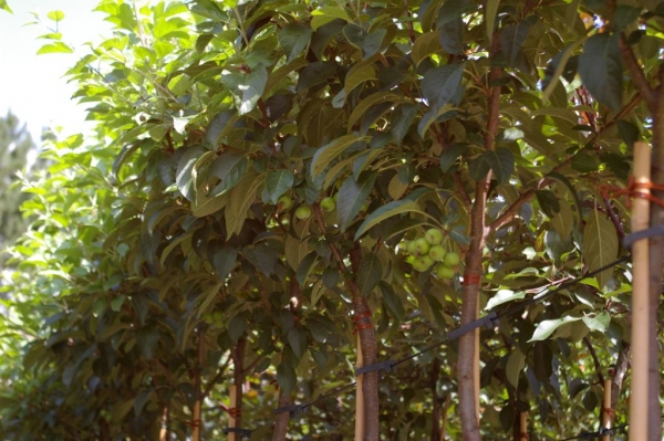 Malus Roter Jungfernapfel 3