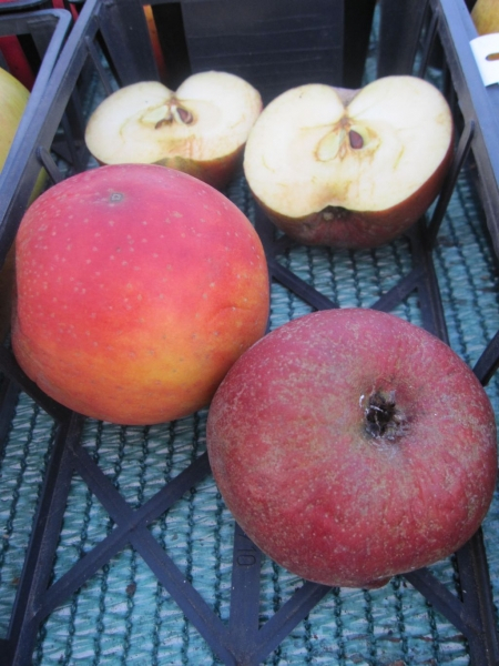 Malus Säulenboskoop 1