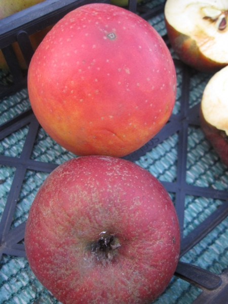 Malus Säulenboskoop 2