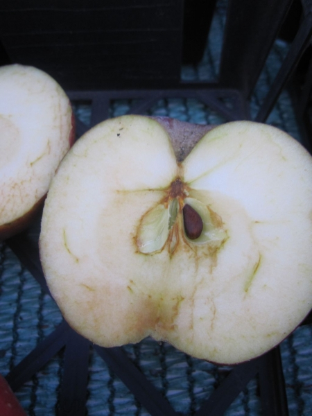 Malus Säulenboskoop 3