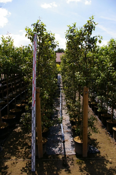 Malus Säulenboskoop 4