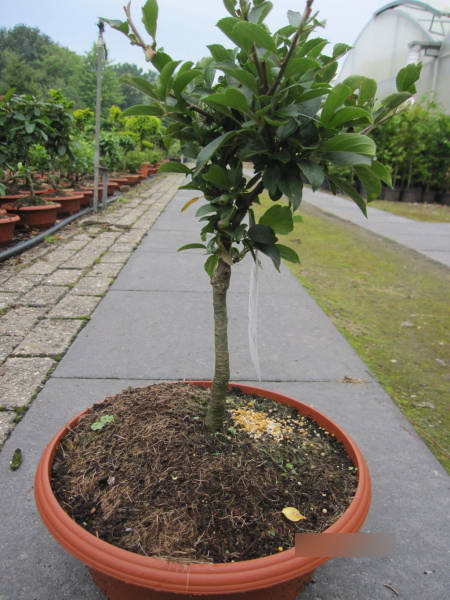 Zierapfel Tina