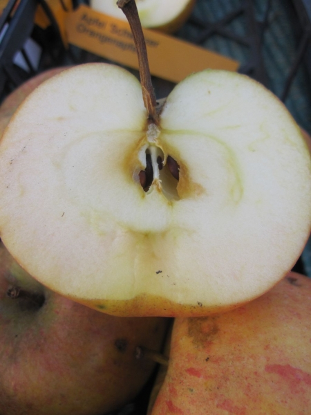 Schweizer Orangenapfel2