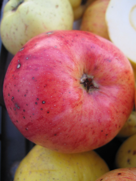 Historischer Apfel Stina Lohmann 1