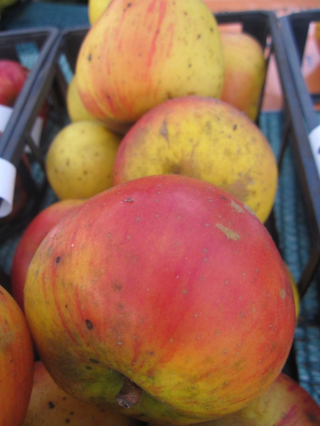 Winterapfel Hildesheimer Goldrenette kaufen