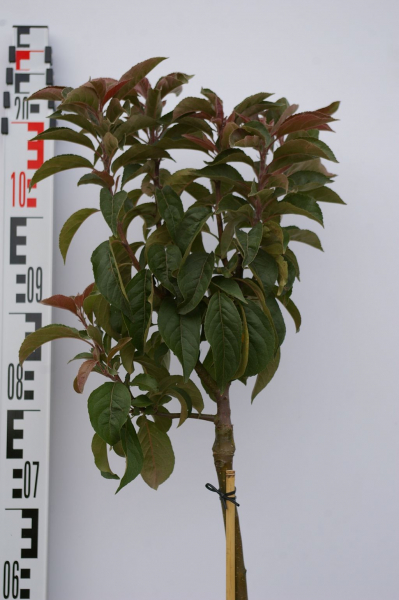 Zwergapfel Pom Pom