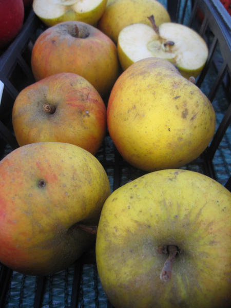 Winterapfel Ribston Pippin