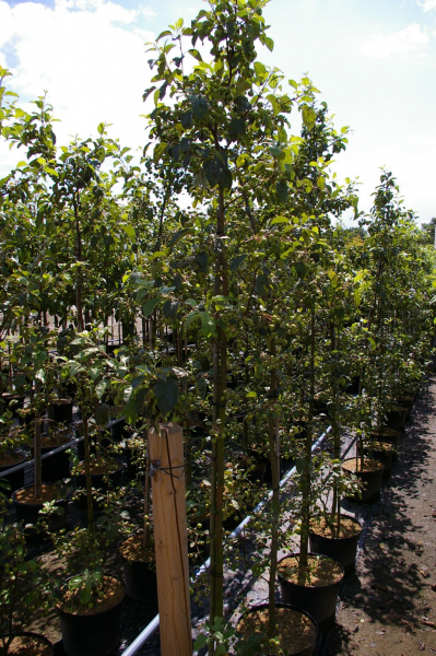 Malus Brettacher Gewürzapfel - Winterapfel Brettacher Gewürzapfel wurde auf einem 120 cm hohen Stamm veredelt. 
