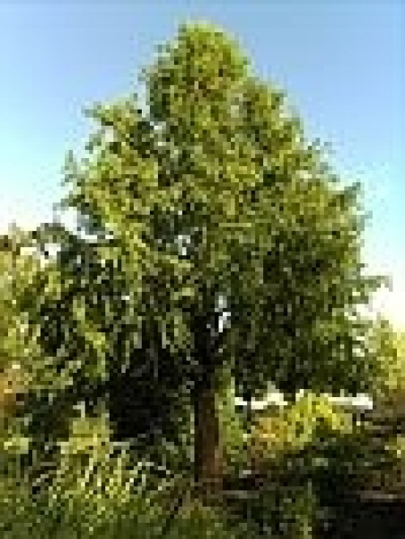 Metasequoia glyptostroboides 1