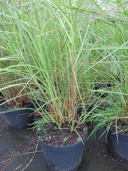Das winterharte Miscanthus sinensis Flamingo - Garten-Chinaschilf Flamingo - mit seinen leicht bogig überhängenden Halmen wächst dicht und schilfartig an einem sonnigen Standort.