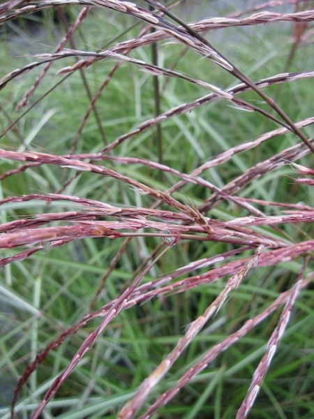 Miscanthus sinensis Flamingo - Garten-Chinaschilf Flamingo - hat rosa-rote, über dem Laub stehende, Rispenwedel.