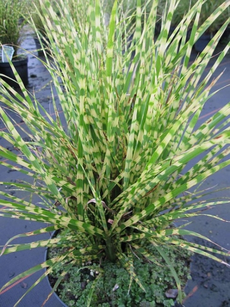 Das winterharte Miscanthus sinensis Goldbar - Chinaschilf Goldbar - Zwergiges Zebragras -  hat einen fächerförmigen Wuchs und von der Basis her leicht gedrehte, grüne Halme, die mit gelben Querstreifen versehen sind.