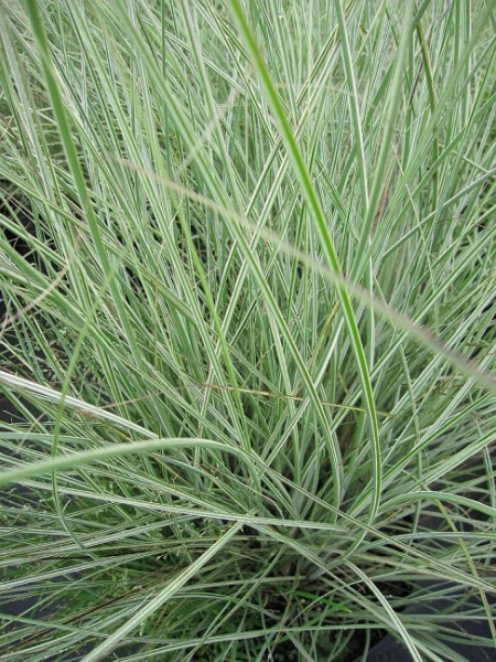 Miscanthus sinensis Gracillimus Variegatus 2