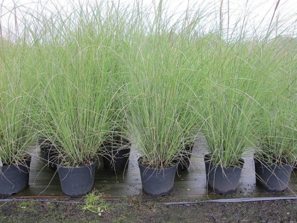 Miscanthus sinensis Kleine Silberspinne - Garten-Chinaschilf  benötigt einen halbschattigen bis sonnigen Standort und ist ausgesprochen winterhart.