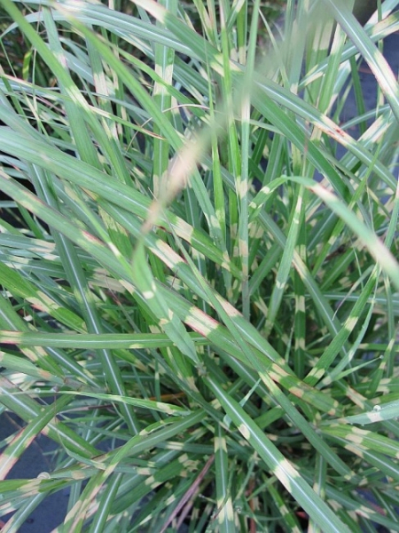 Miscanthus sinensis Little Zebra 1