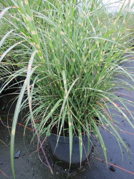 Miscanthus sinensis Little Zebra 2