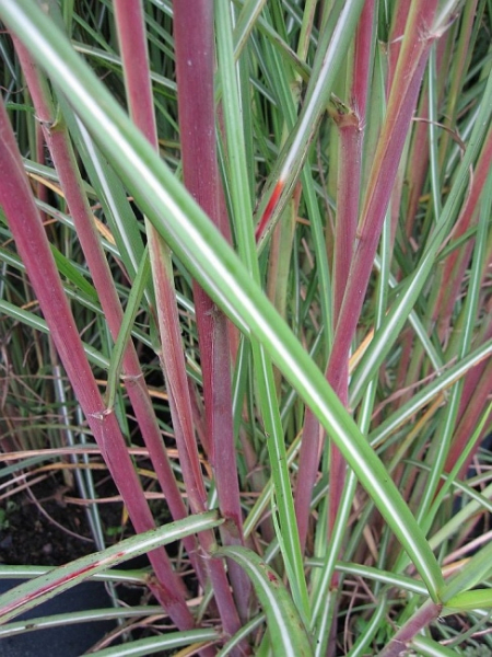 Miscanthus sinensis Septemberrot - Garten-Chinaschilf Septemberrot - Die grünen Halme sind in der Mitte mit einem hellen Streifen versehen. Dieses Gras benötigt einen sonnigen Standort.