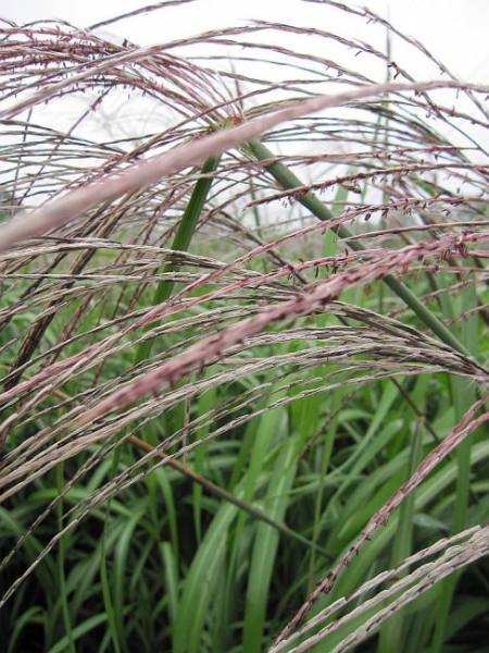 Miscanthus sinensis Silberfeder - Garten-Schilf Silberfeder - ist ausgesprochen winterhart und robust. Der Standort sollte halbschattig bis sonnig sein.