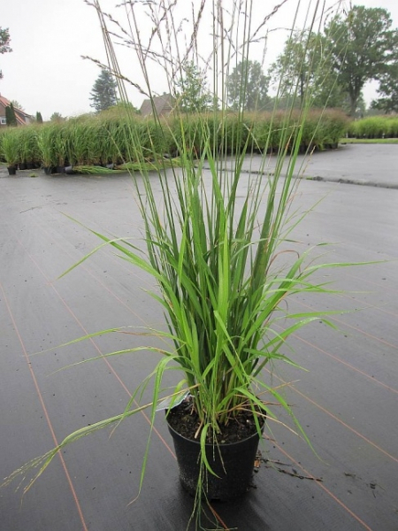Molinia arundinacea Karl Förster 1