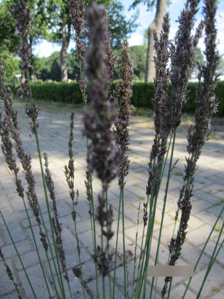 Molinia caerulea Moorhexe 2