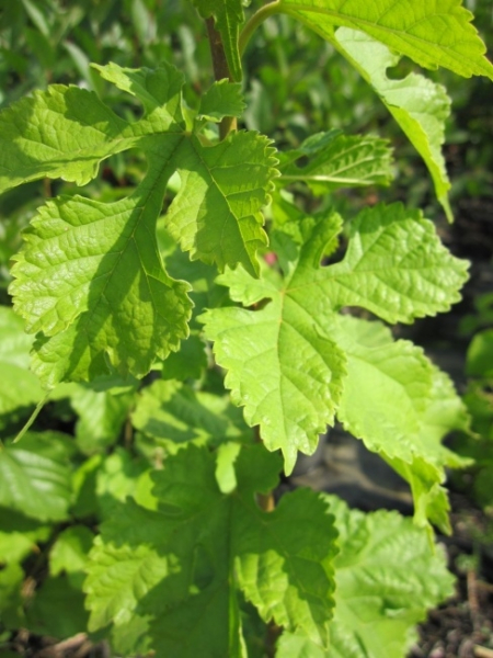 Morus nigra - Schwarze Maulbeere - wächst aufrecht, dicht und gut verzweigt. Er bevorzugt einen warmen, sonnigen und geschützten Standort. Die Winterhärte ist gut.
