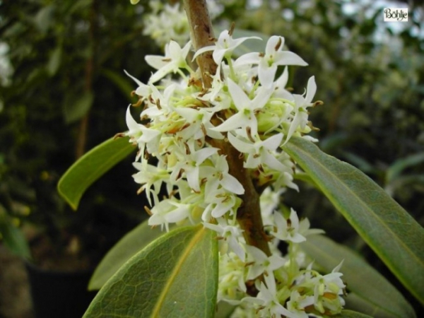 Osmanthus decorus Angustifolia