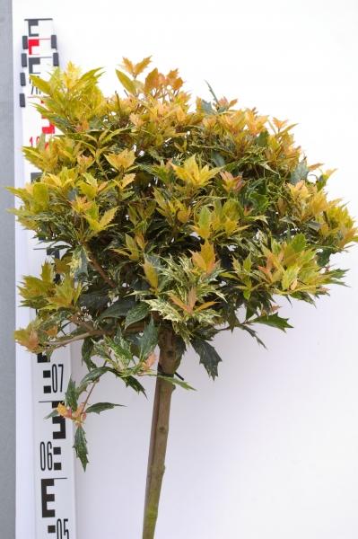 Osmanthus heterophyllus Goshiki 1