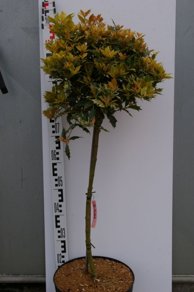 Osmanthus heterophyllus Goshiki 2