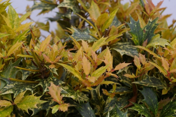 Osmanthus heterophyllus Goshiki 3