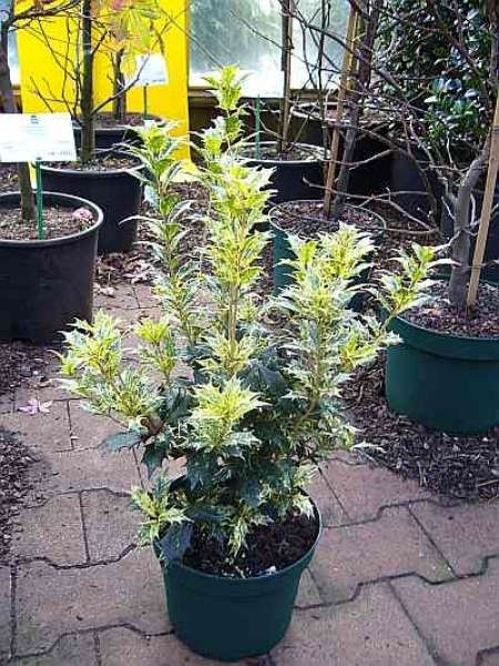Osmanthus heterophyllus Tricolor 2