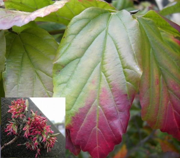 Parrotia persica 2