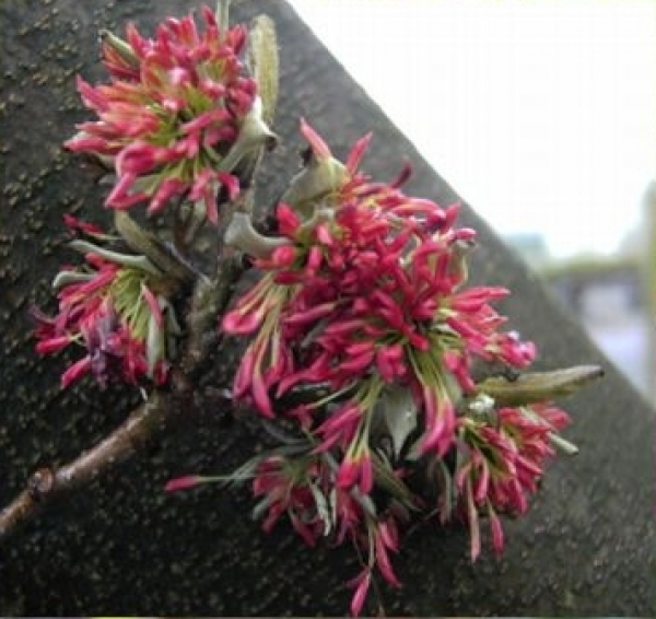 Parrotia persica 1