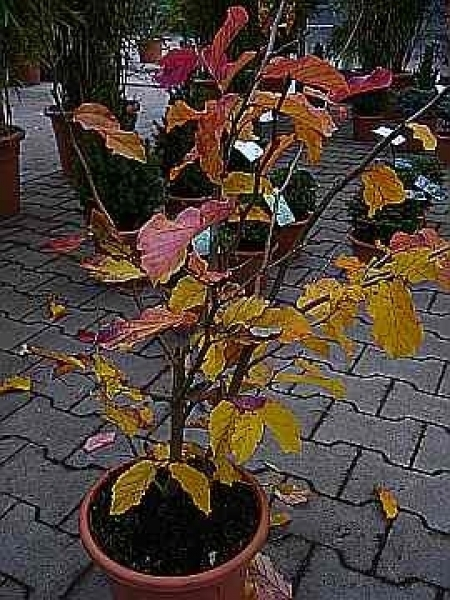Parrotia persica 3