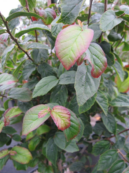 Persischer Eisenholzbaum 1