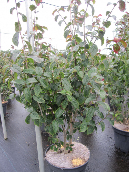 Persischer Eisenholzbaum 4