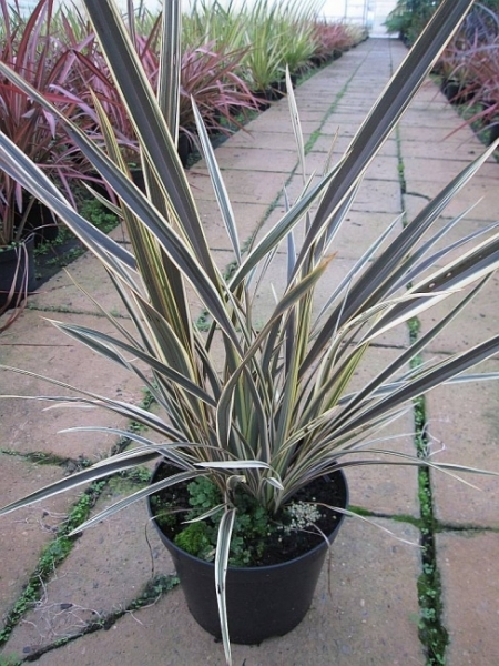 Phormium tenax Alison Blackman1