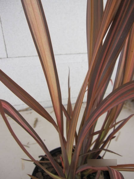 Phormium tenax Veneer 2