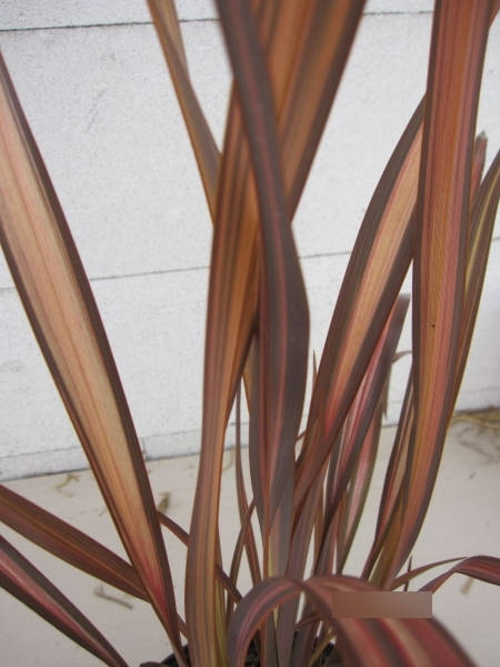 Phormium tenax Veneer 3