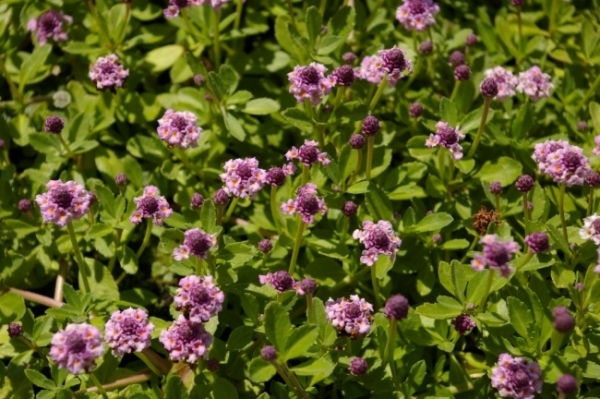 Phyla nodiflora Pink Pompon 1