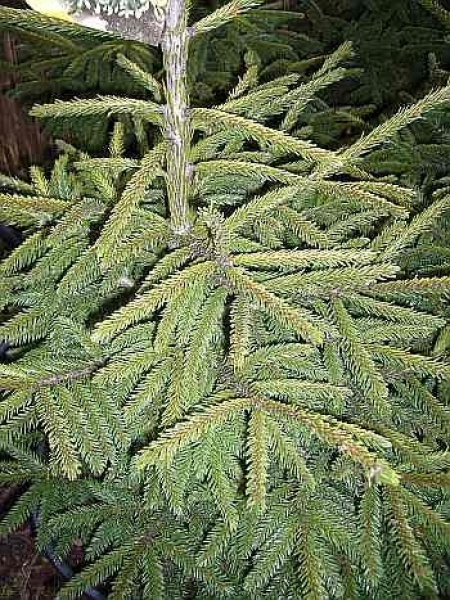 Die Orientalische Zwerggoldfichte, Picea orientalis Aurea compacta, ist von einer sehr guten Winterhärte